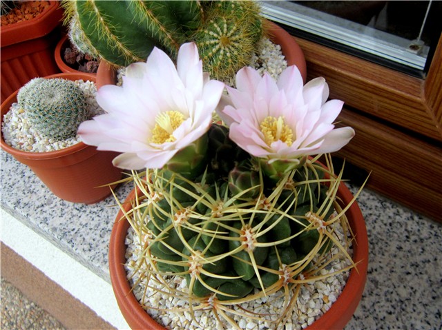 Gymnocalycium ritterianum